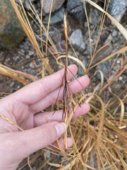 Heteropogon contortus