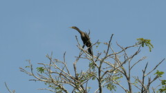 Phalacrocorax fuscicollis