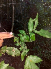 Alectryon tomentosus