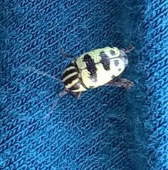 Cryptocephalus leucomelas