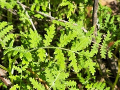 Hydrophylloideae
