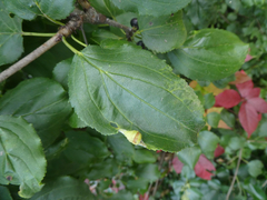 Trichochermes walkeri