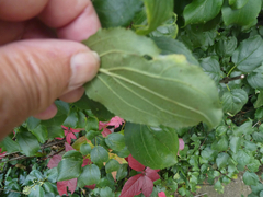 Trichochermes walkeri