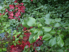 Trichochermes walkeri