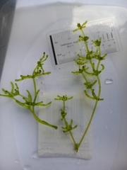 Chara protocharoides