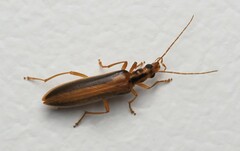 Thelyphassa lineata