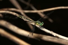 Austrogomphus ochraceus