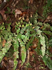 Adiantum hispidulum