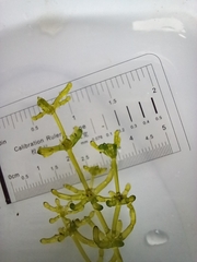 Chara protocharoides