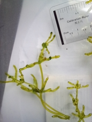 Chara protocharoides