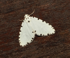 Metaemene circumpunctata