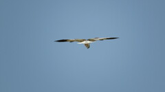 Elanus caeruleus vociferus