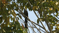 Phaenicophaeus tristis