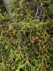 Microcachrys tetragona