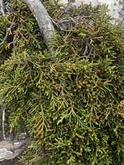 Microcachrys tetragona