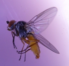 Heteromyza commixta