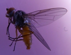 Heteromyza commixta