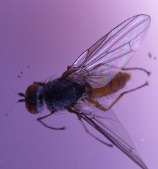 Heteromyza commixta