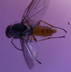 Heteromyza commixta