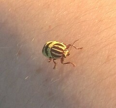 Cryptocephalus leucomelas