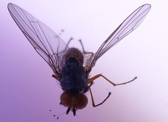 Heteromyza commixta