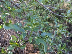 Sambucus cerulea