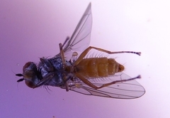 Heteromyza commixta