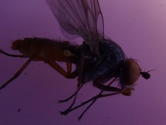 Heteromyza commixta