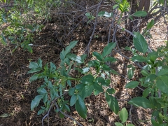 Sambucus cerulea