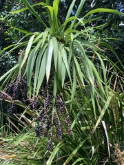 Cordyline stricta