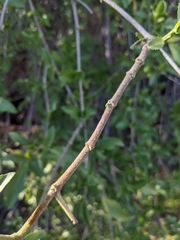 Sambucus cerulea
