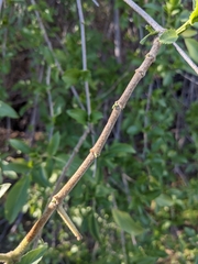 Sambucus cerulea