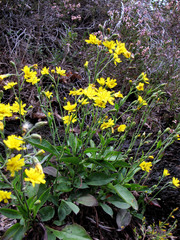 Hieracium sabaudum