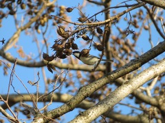 Parus minor
