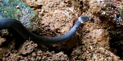 Northern Dwarf Crowned Snake