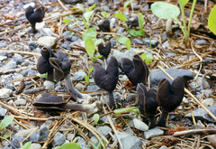 Helvella atra