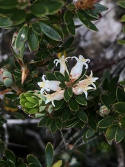 Cyathodes straminea