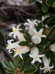 Cyathodes straminea