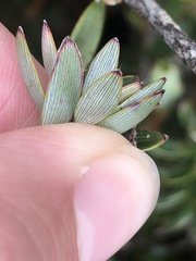 Cyathodes straminea