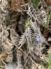 Wahlenbergia multicaulis
