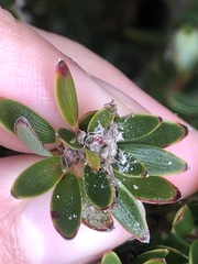 Cyathodes straminea