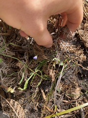 Wahlenbergia multicaulis