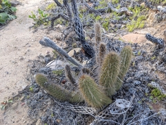 Bergerocactus emoryi