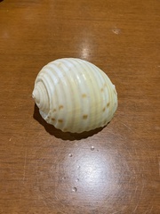 Tonna tankervillii