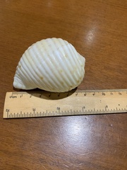 Tonna tankervillii