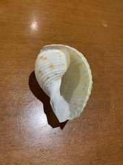 Tonna tankervillii