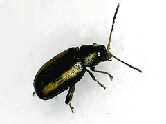 Phyllotreta vittula