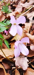 Cardamine quinquefolia