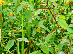 Podosphaera balsaminae