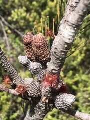 Allocasuarina zephyrea